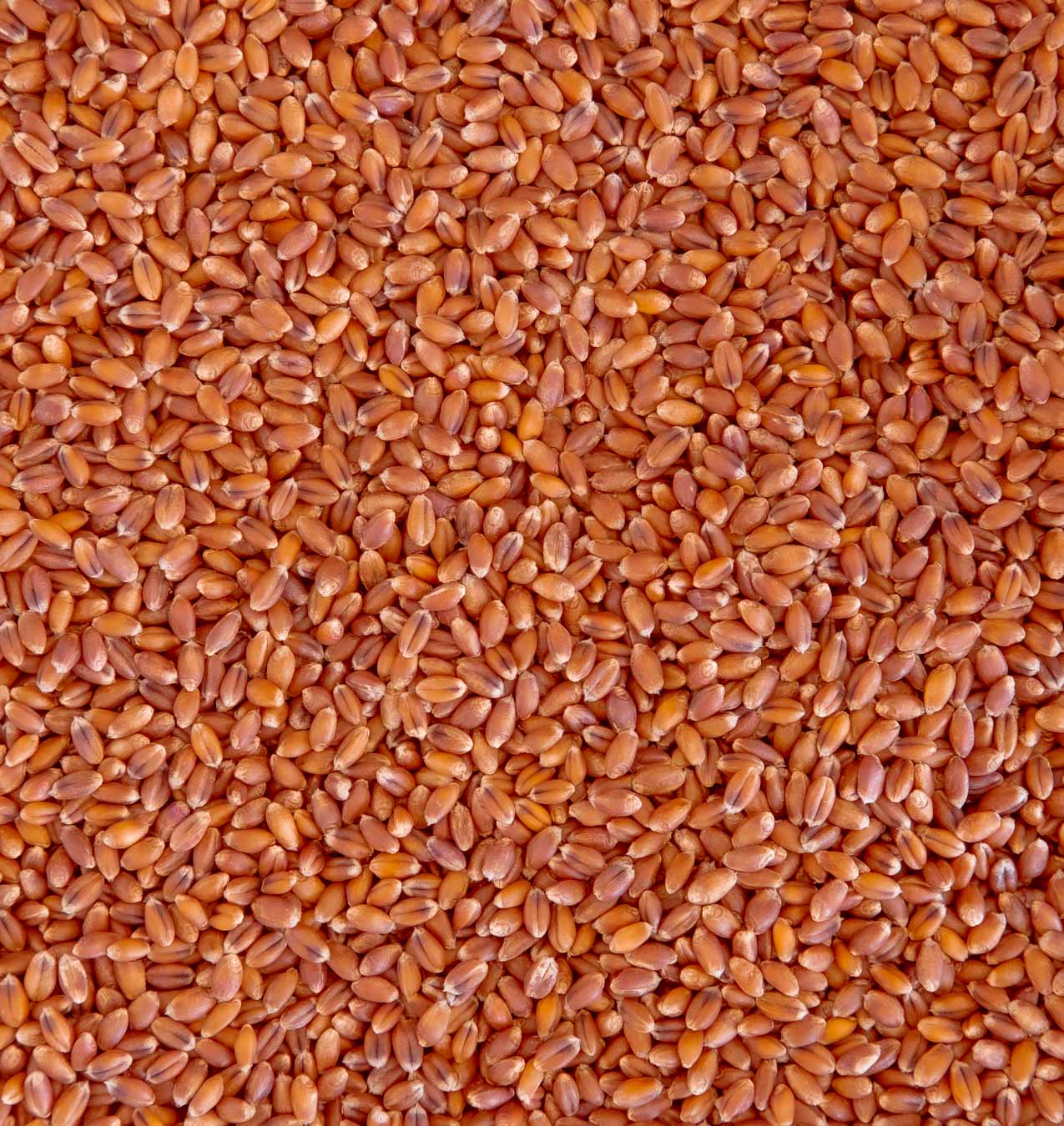 alb-leisa-rotweizen-roter-lbler-ganze-k-rner-bio image 2